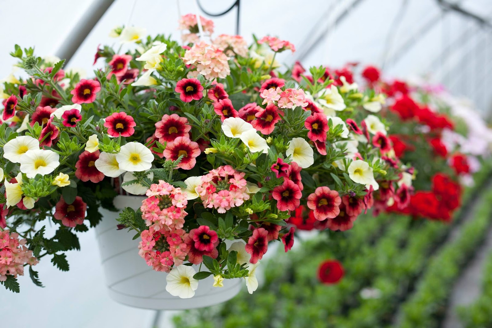 Michelle's Greenhouses