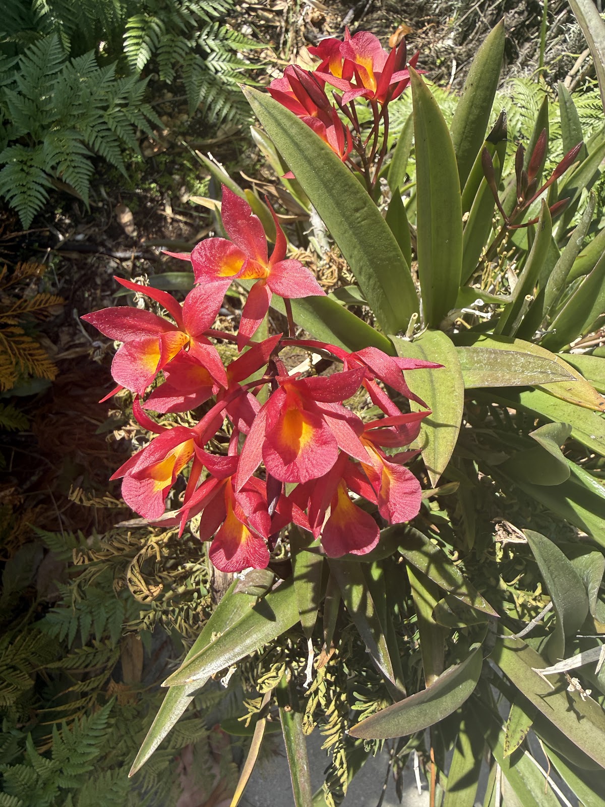 Mickey's Orchids