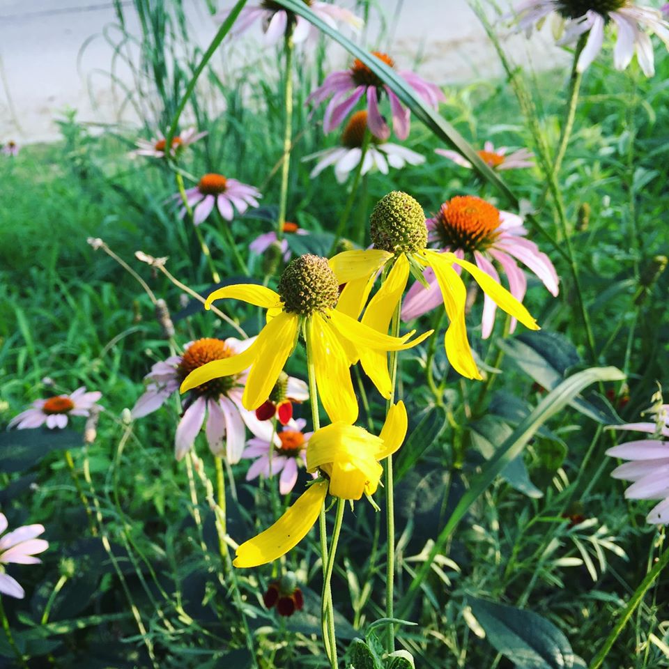 Midwest Natives Nursery