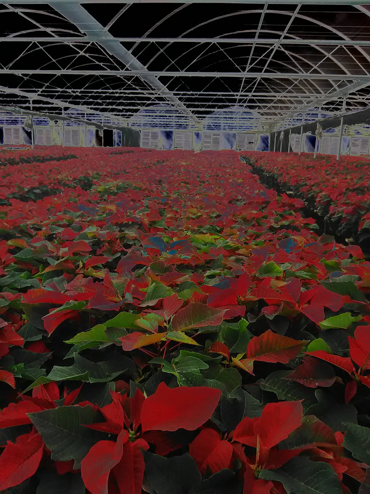 Milgro Nursery LLC