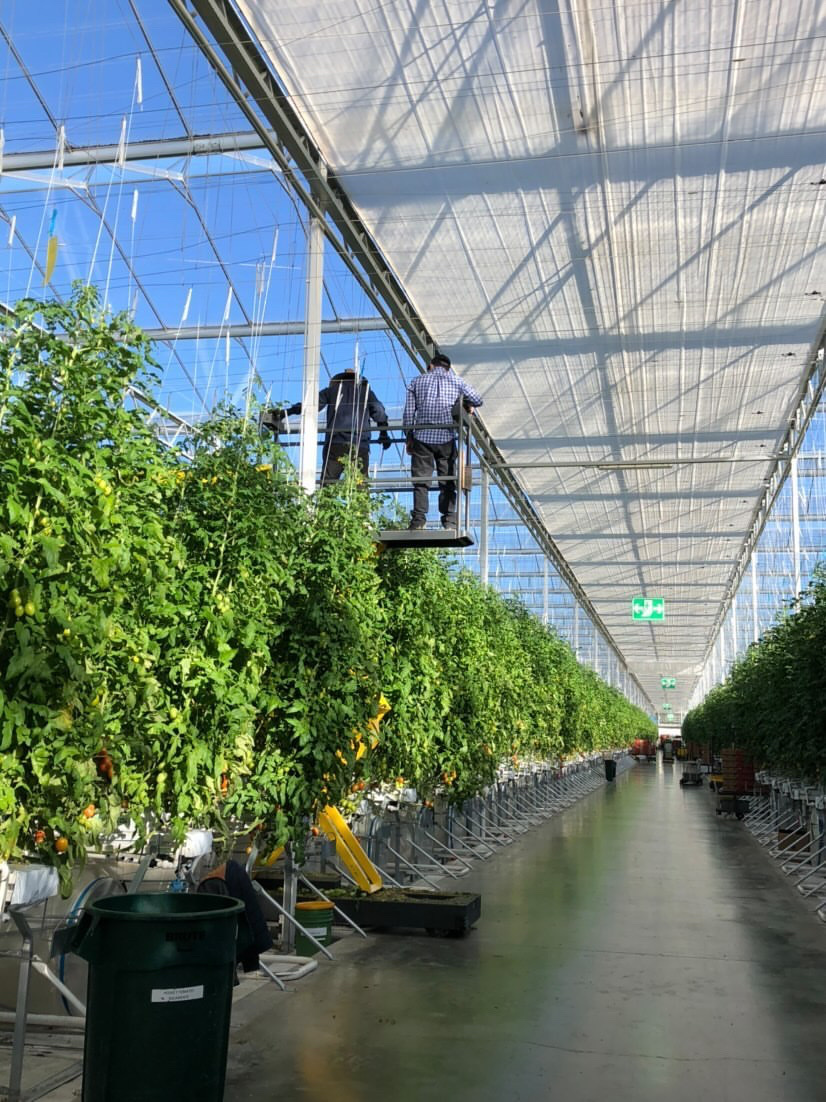 Millennium Pacific Greenhouses