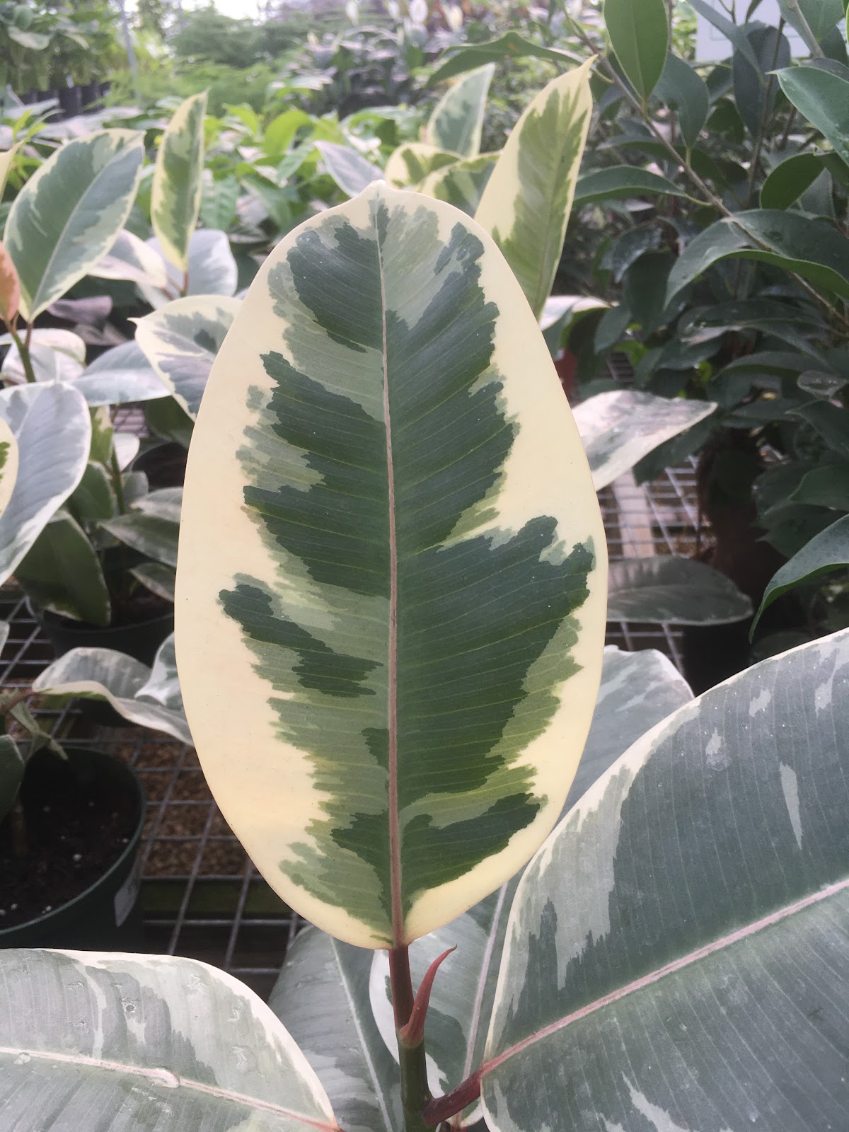 Milmont Greenhouses