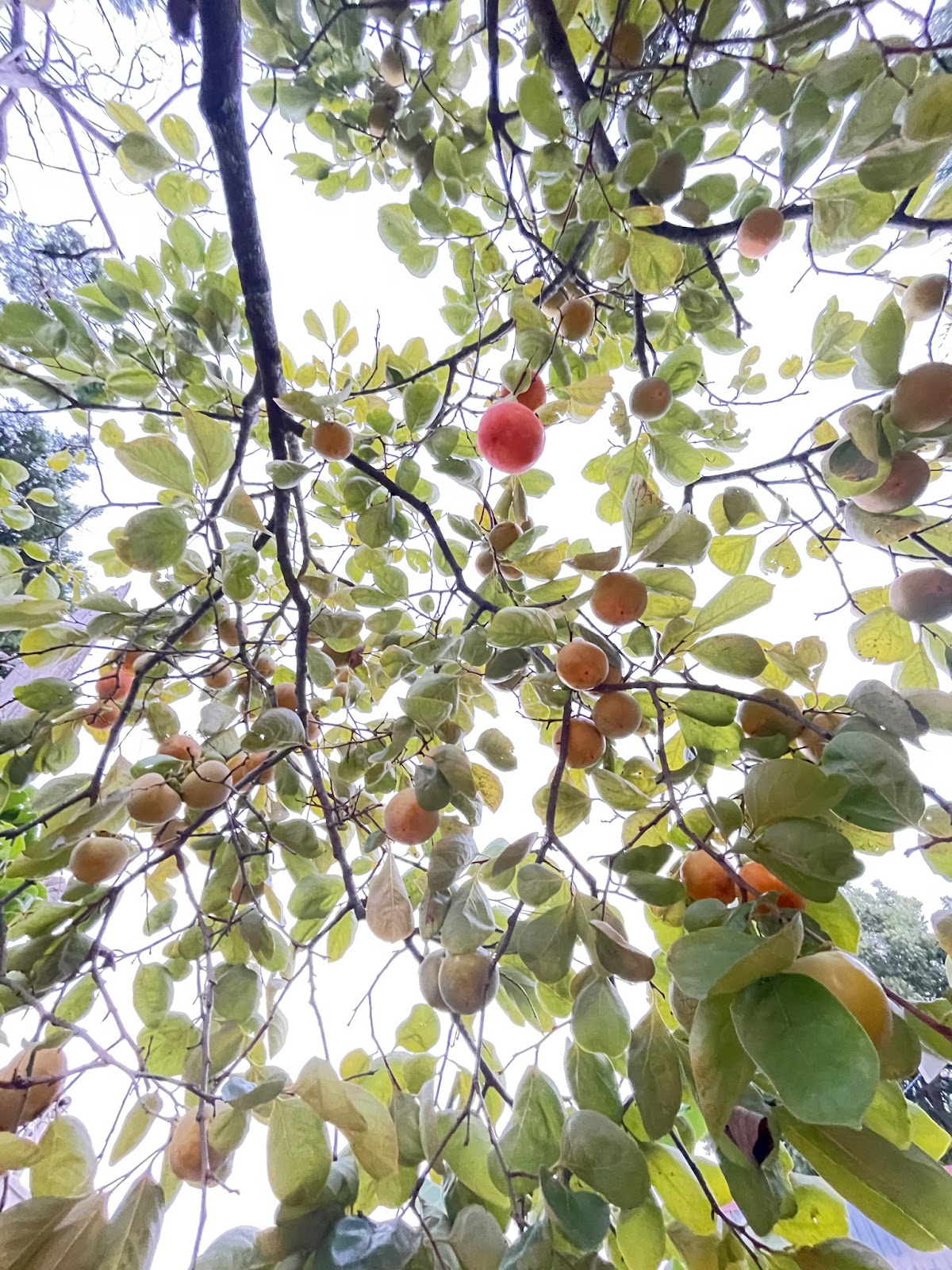 milo gardens