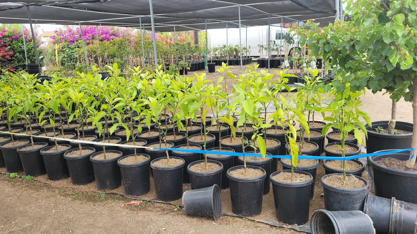 Mimosa Nursery