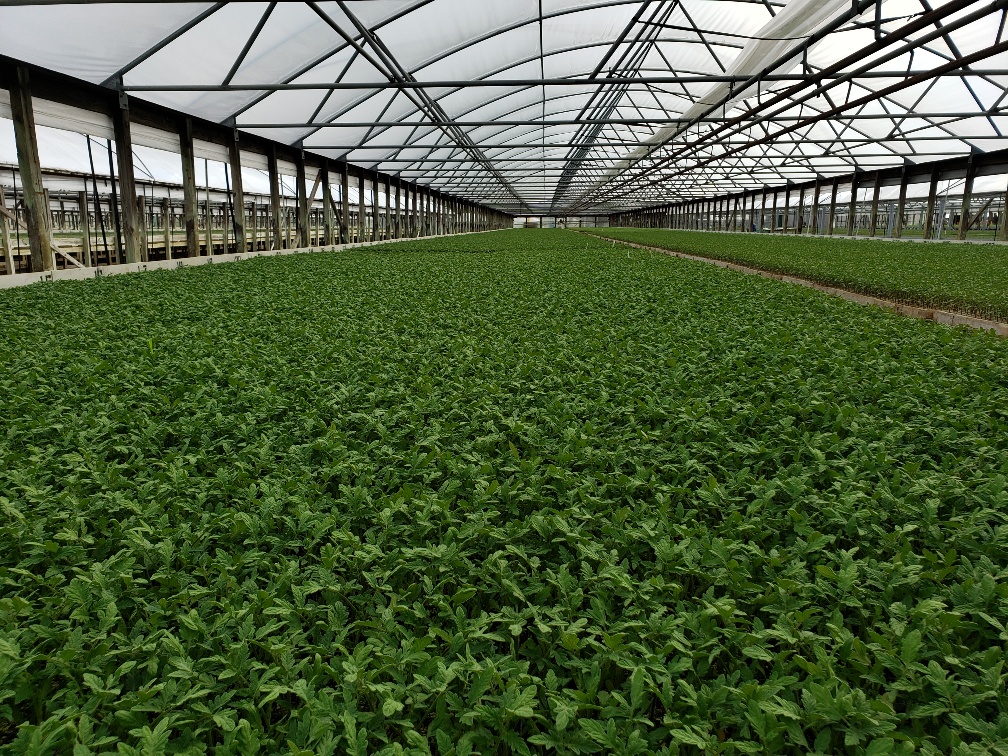 Mobley Plant World
