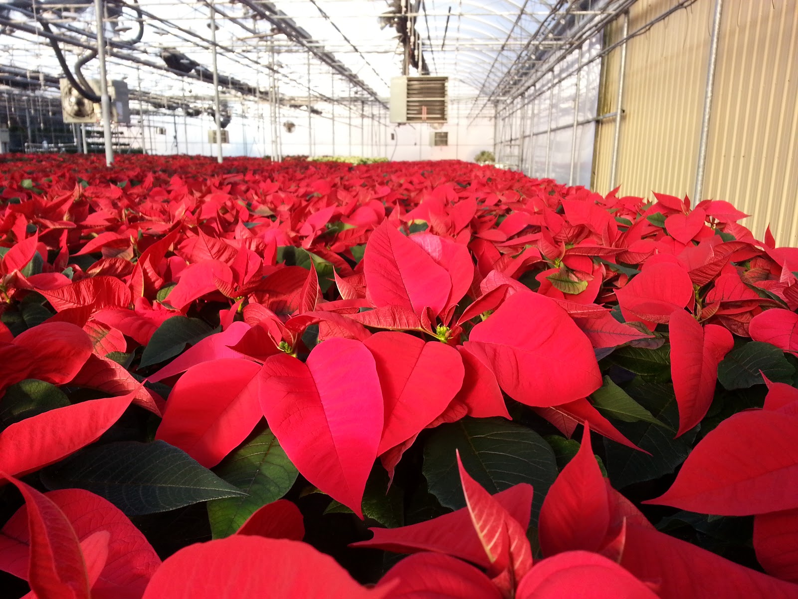 Molenaar Greenhouse, LLC.