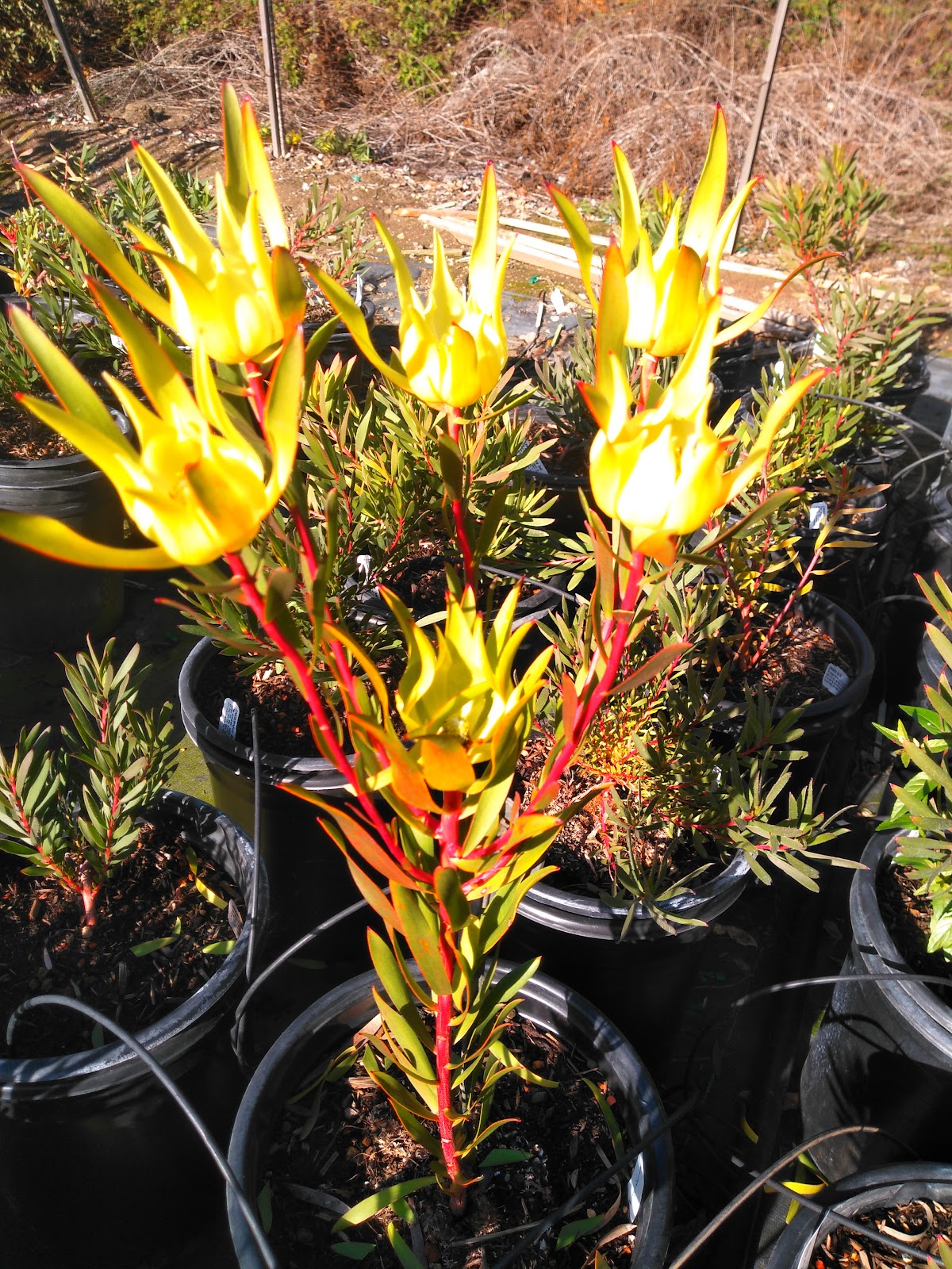 Monterey Bay Nursery