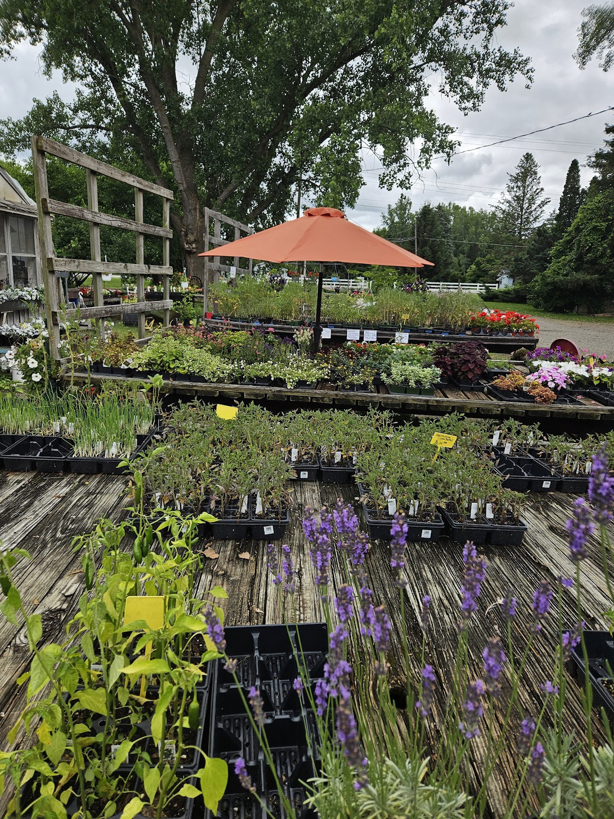 Montrose Greenhouse - His & Herbs