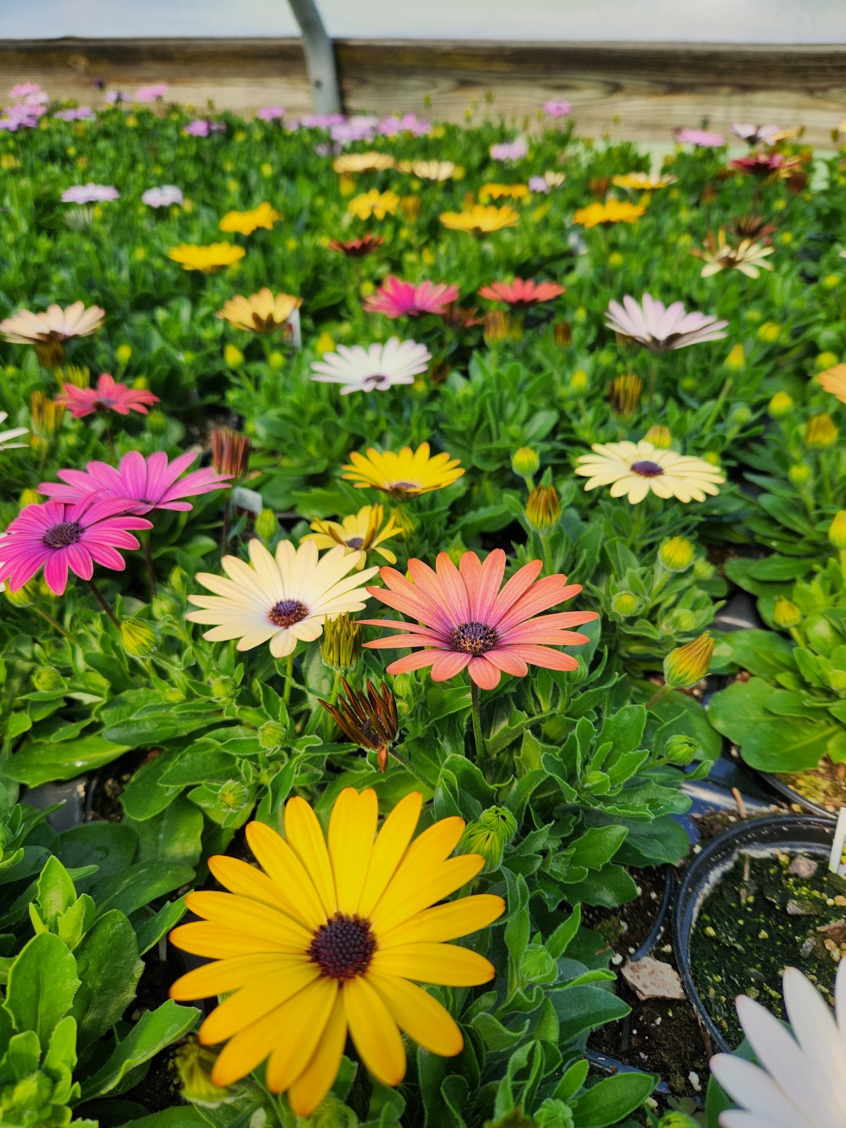Morrison's Greenhouses