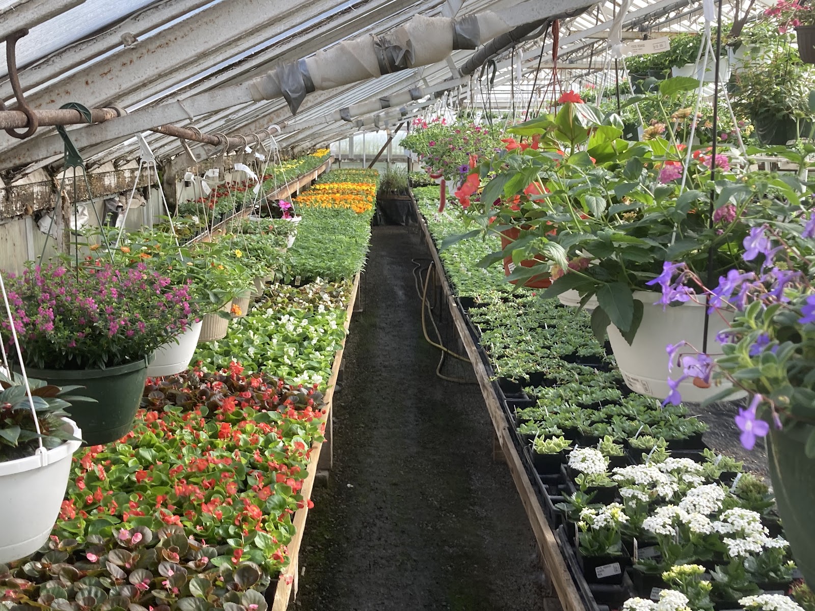 Mosside Greenhouse