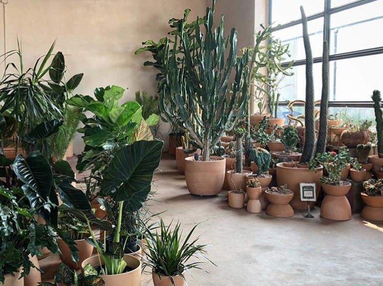 Mother Co., Plants