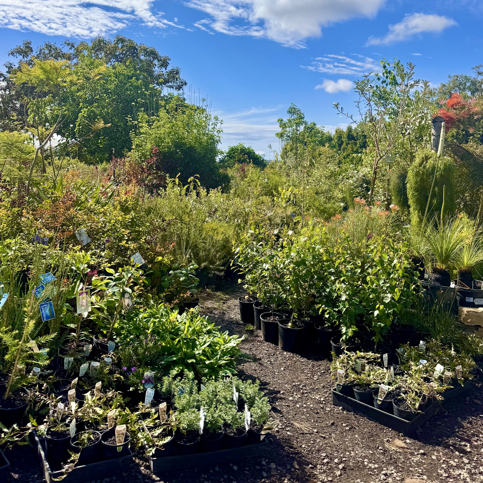 Mountain View Nursery