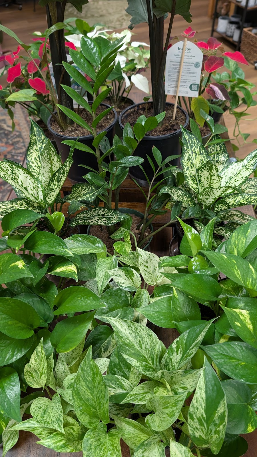 MSN Plant Collective