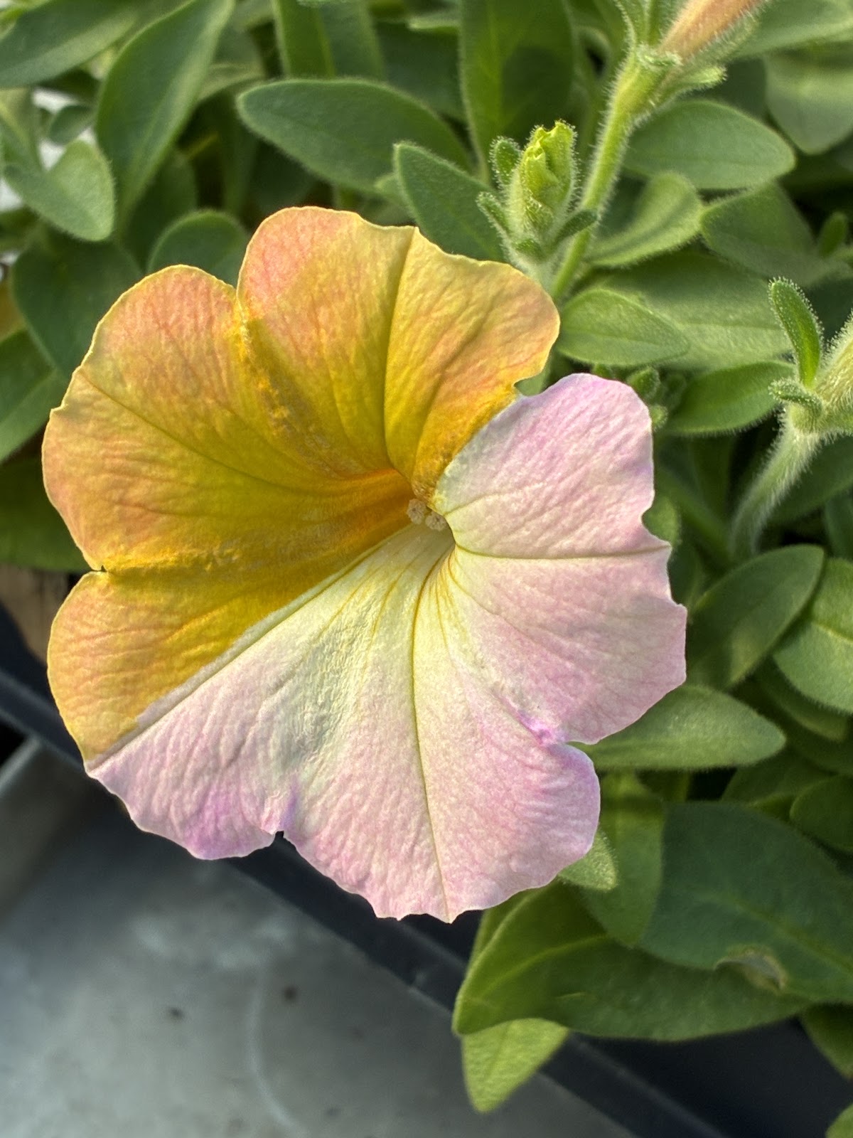 Murray Farms Greenhouse