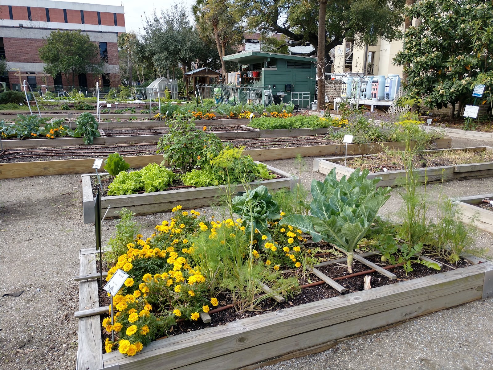 MUSC Urban Farm (Pocket Urban Farms)