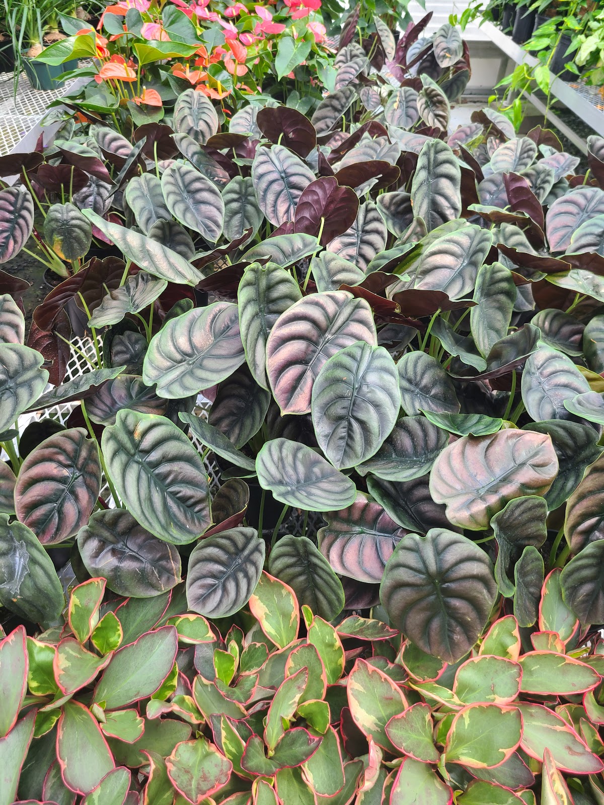 Musselman Greenhouses