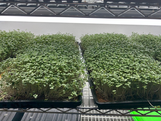 My Tiny Greens