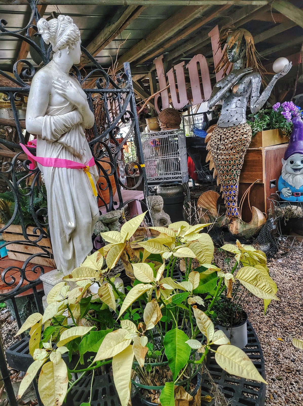 Nancy's Exotic Plants