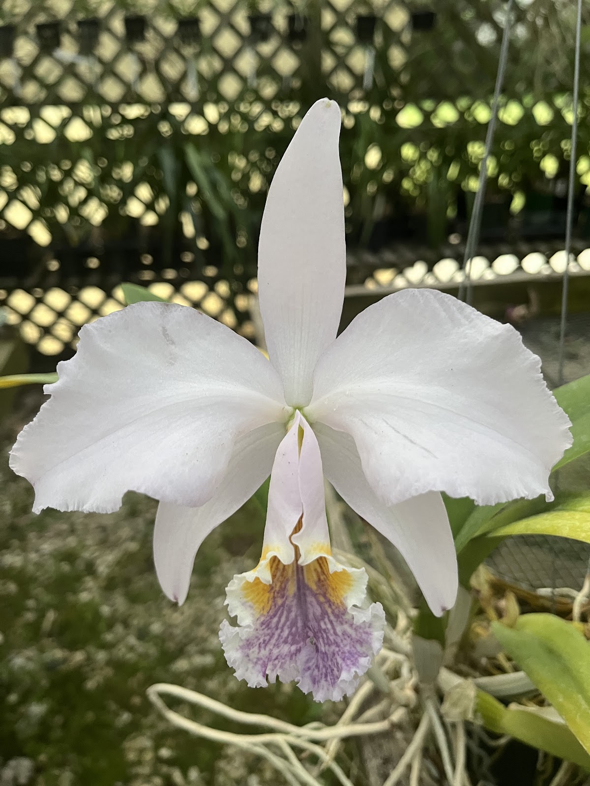 Natt's Orchids Inc