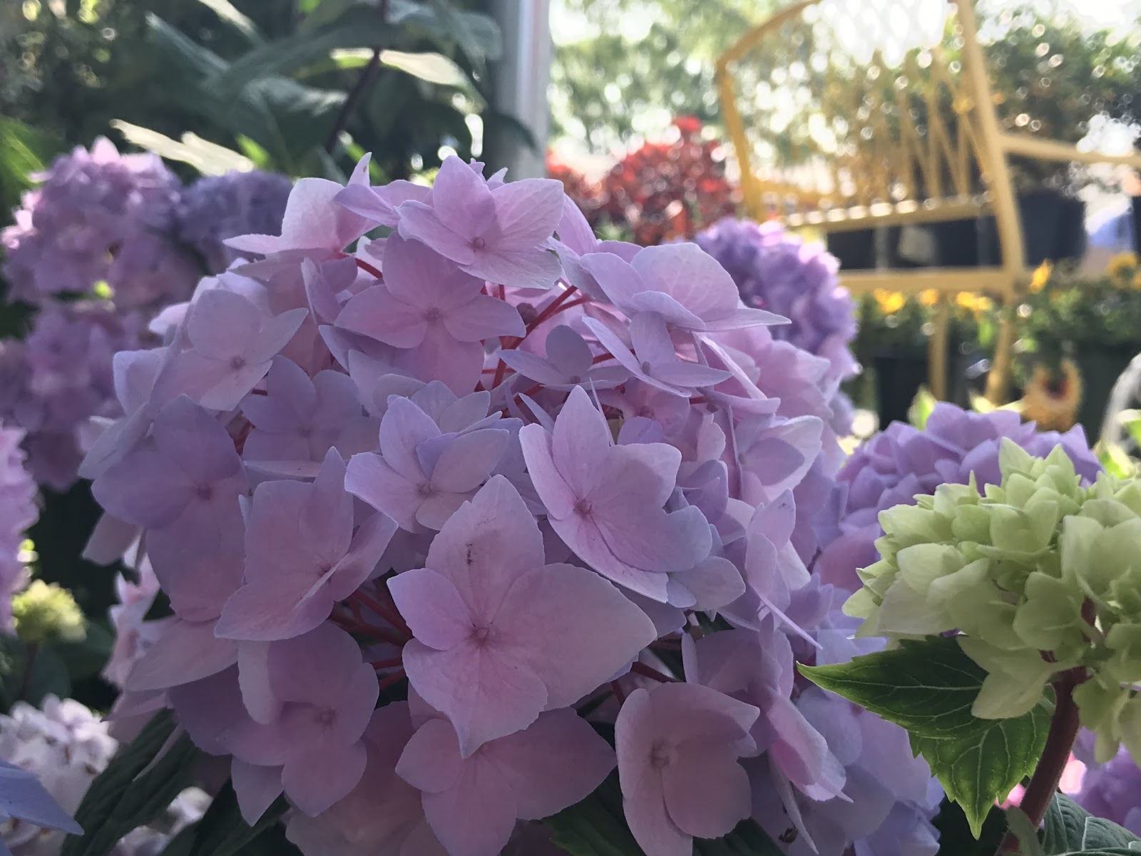 Nature's Corner