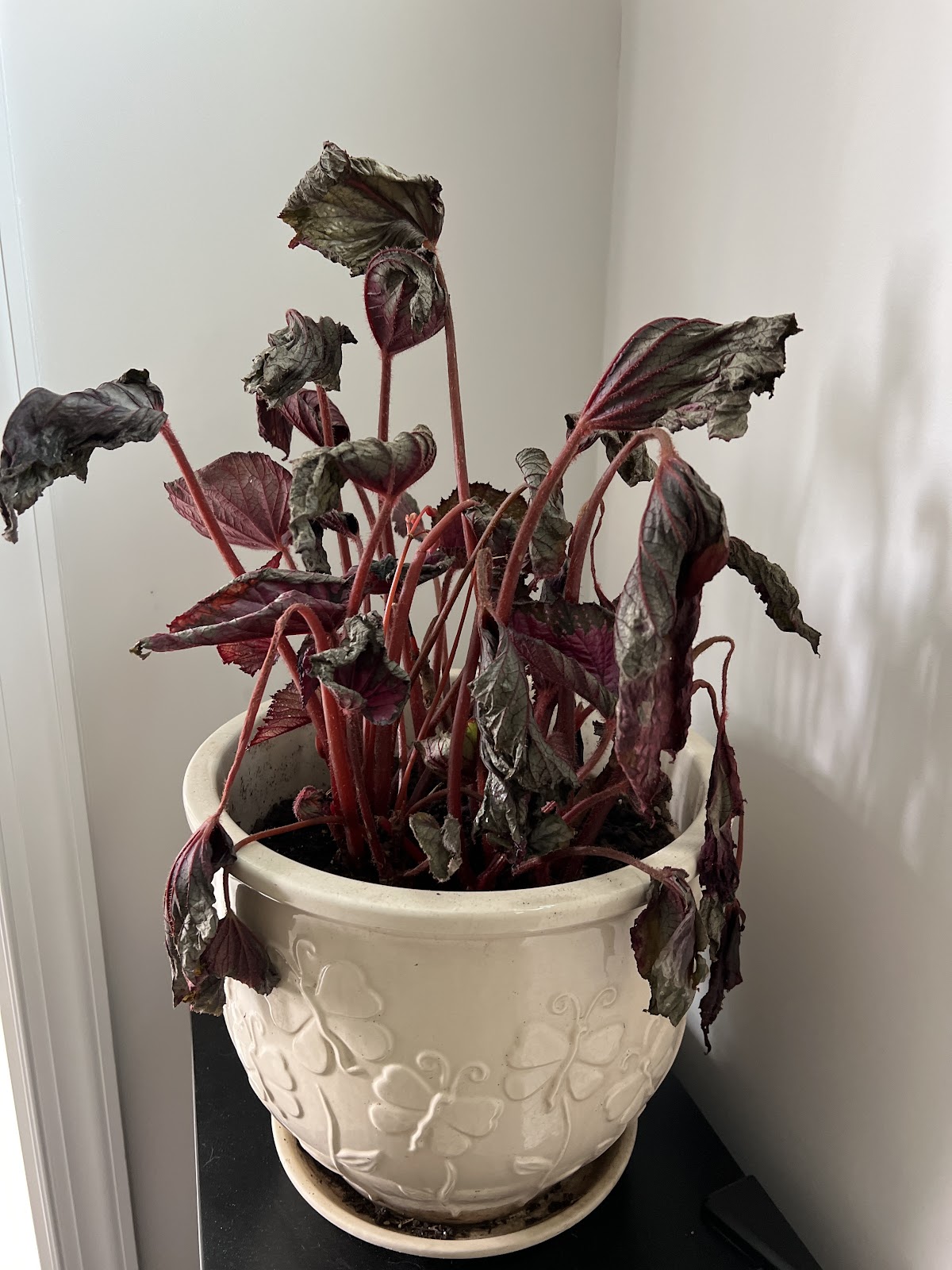 NC Roseland Nursery