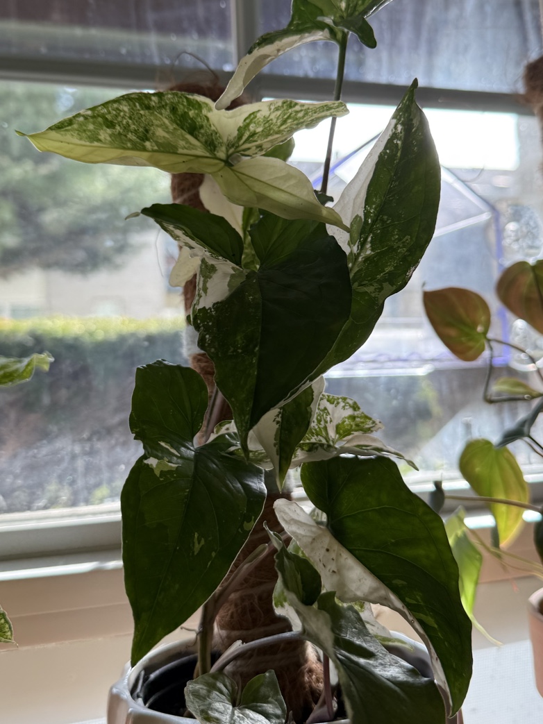 Nelly's Greenhouse