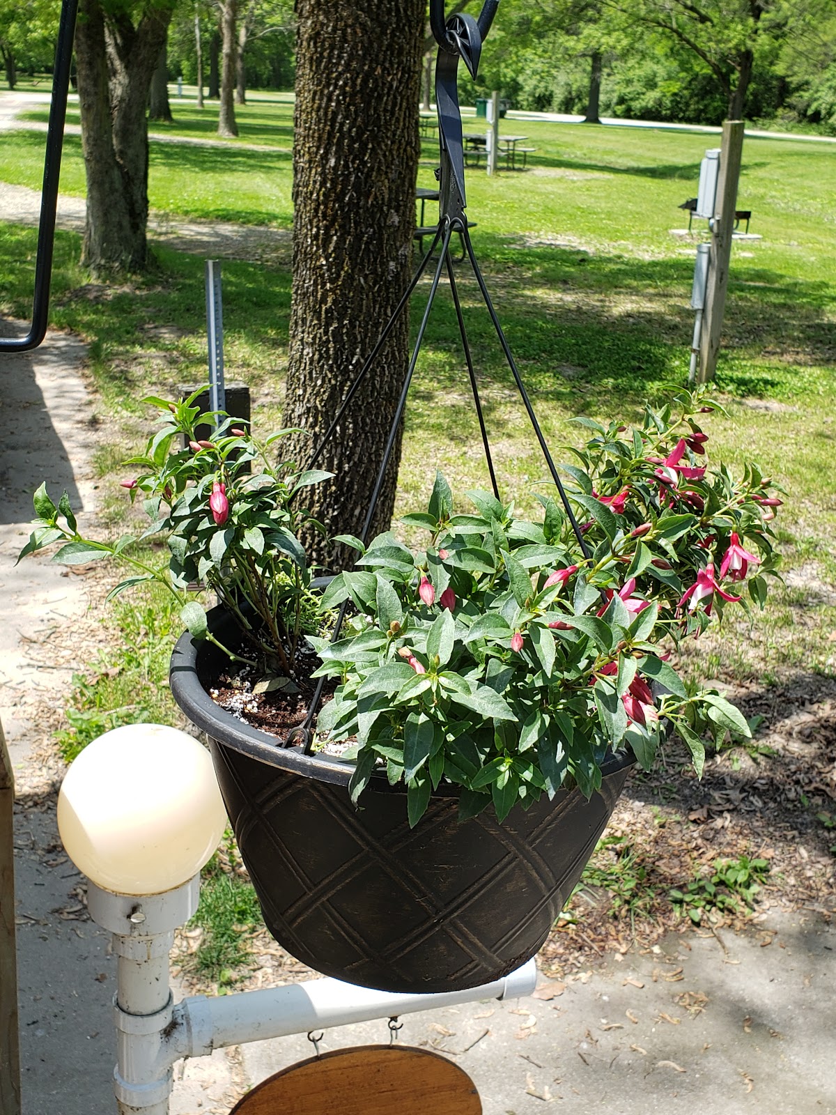 New City Greenhouse