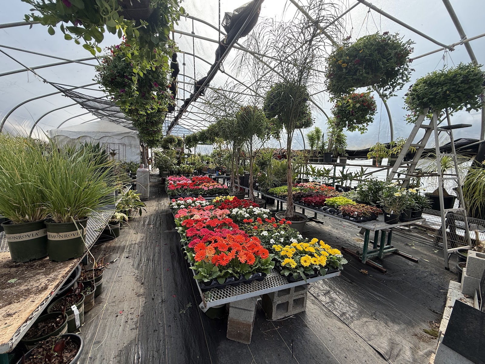 Newcastle Greenhouse
