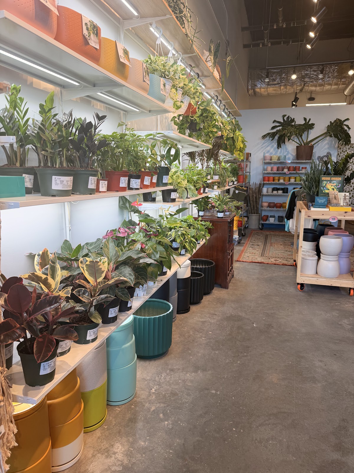 Nodest Home Plants