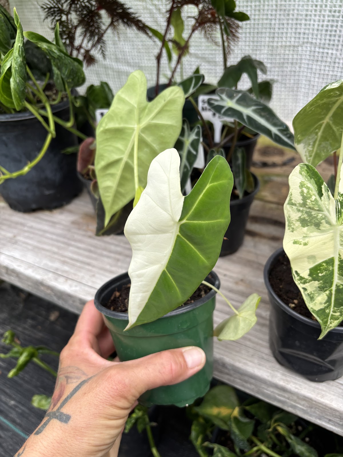Nordman’s Nursery