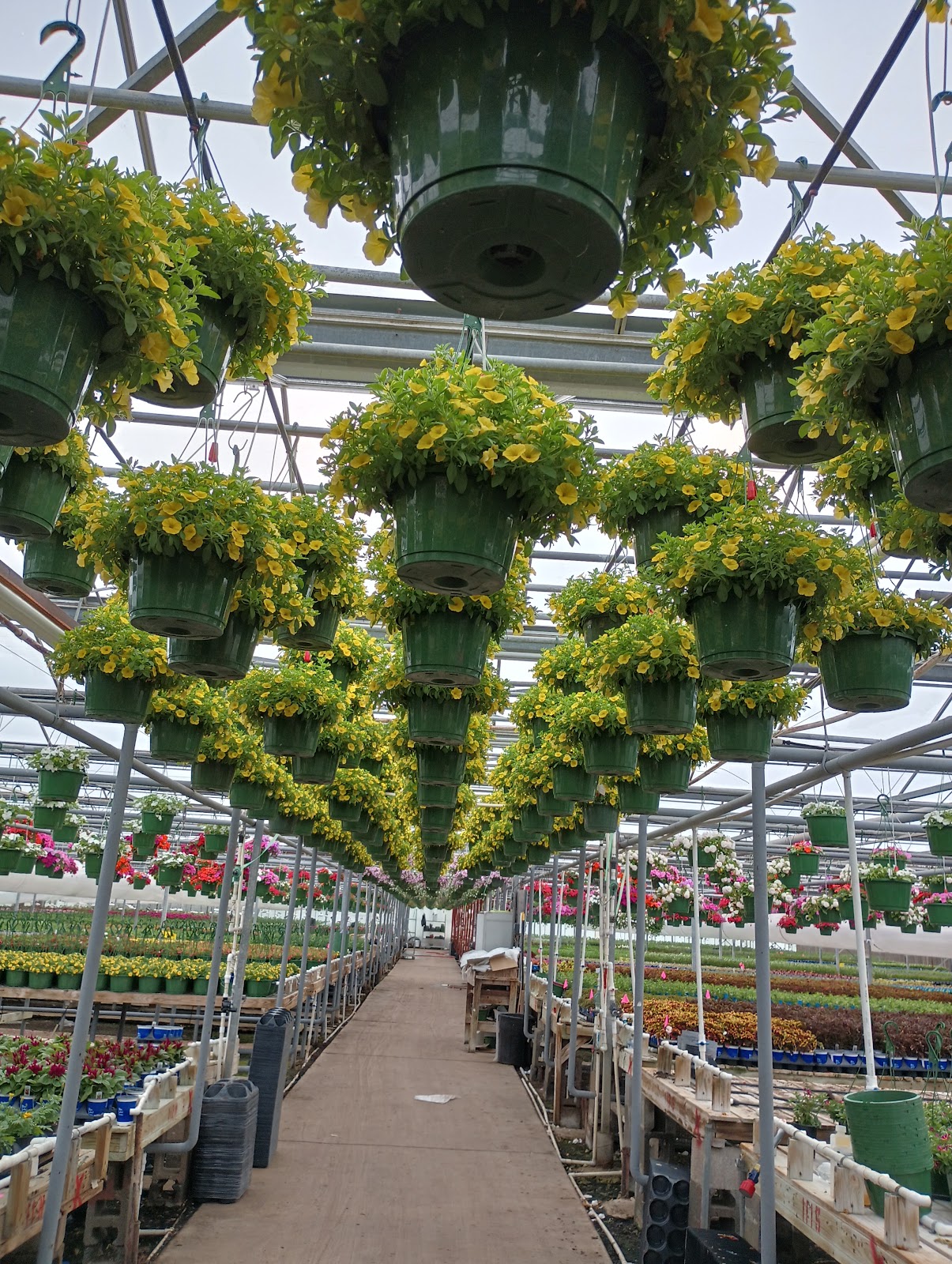 Nortex Wholesale Nursery Inc