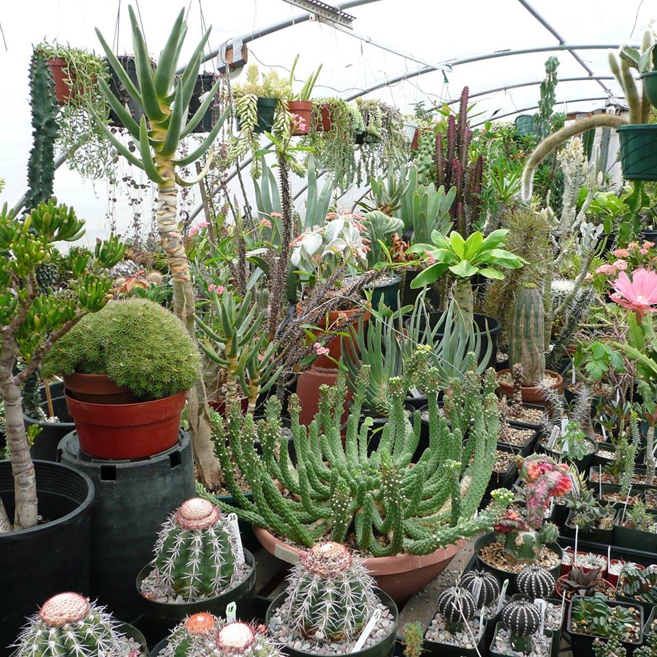 Northwest Cactus &