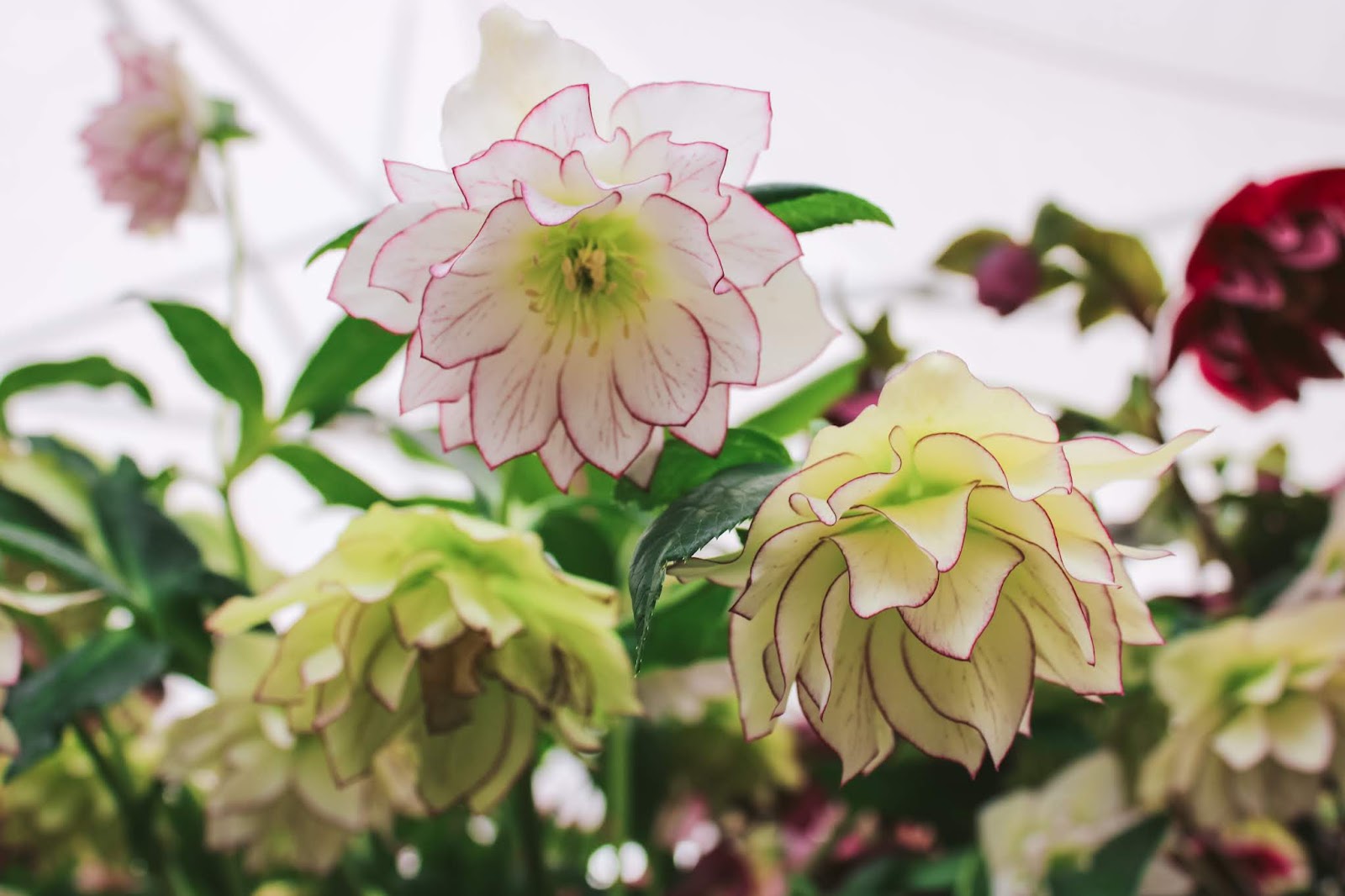 Northwest Garden Nursery
