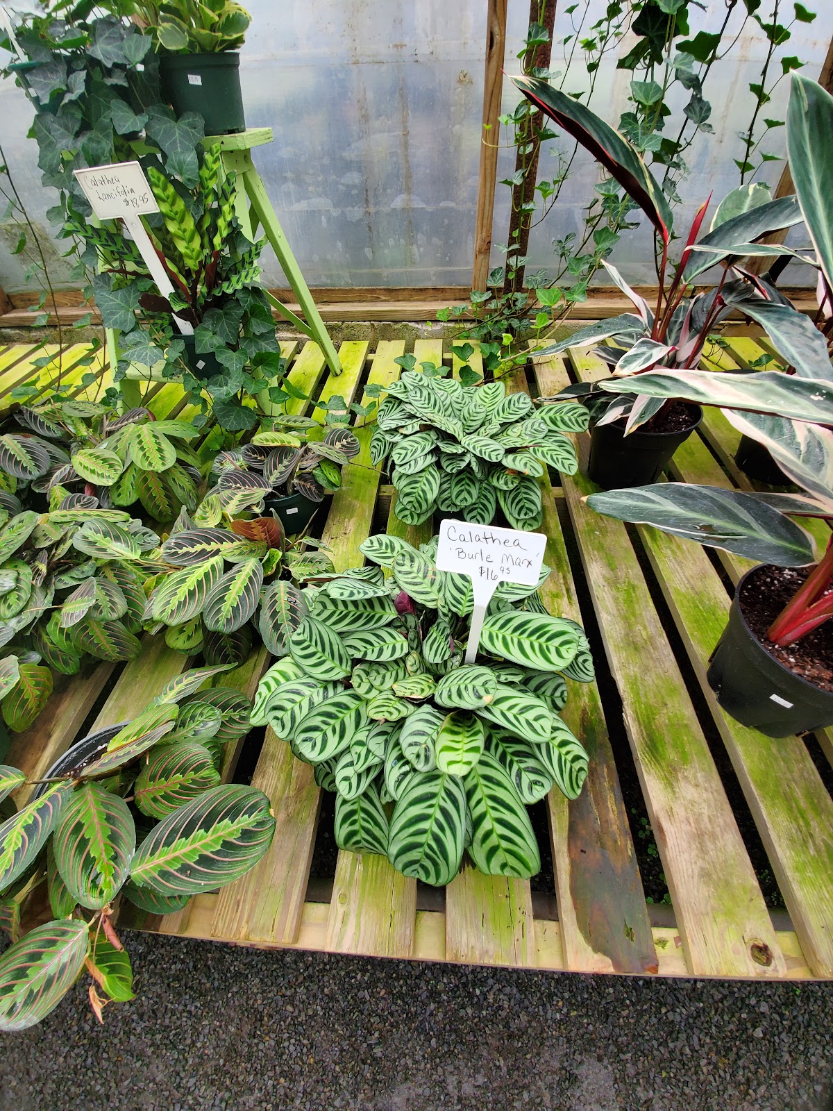 Oakdale Greenhouses, LLC