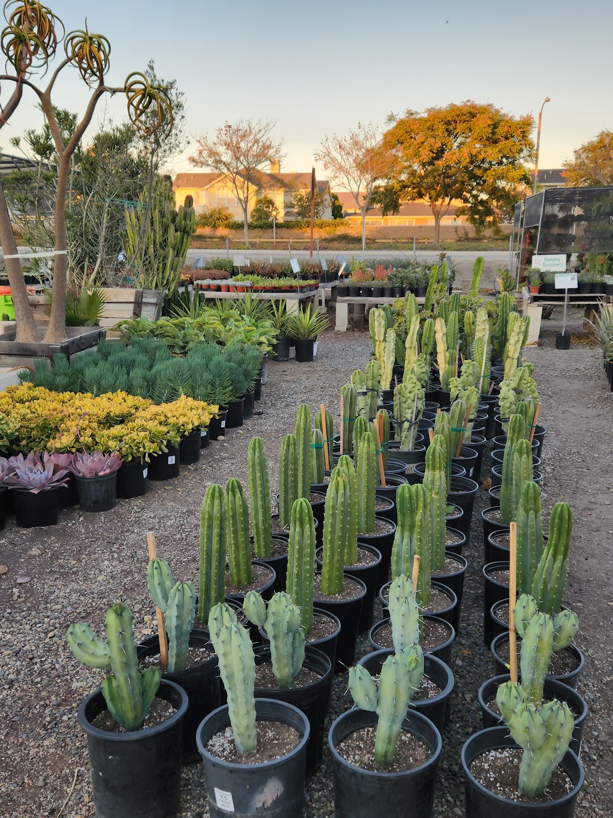 OC Succulents