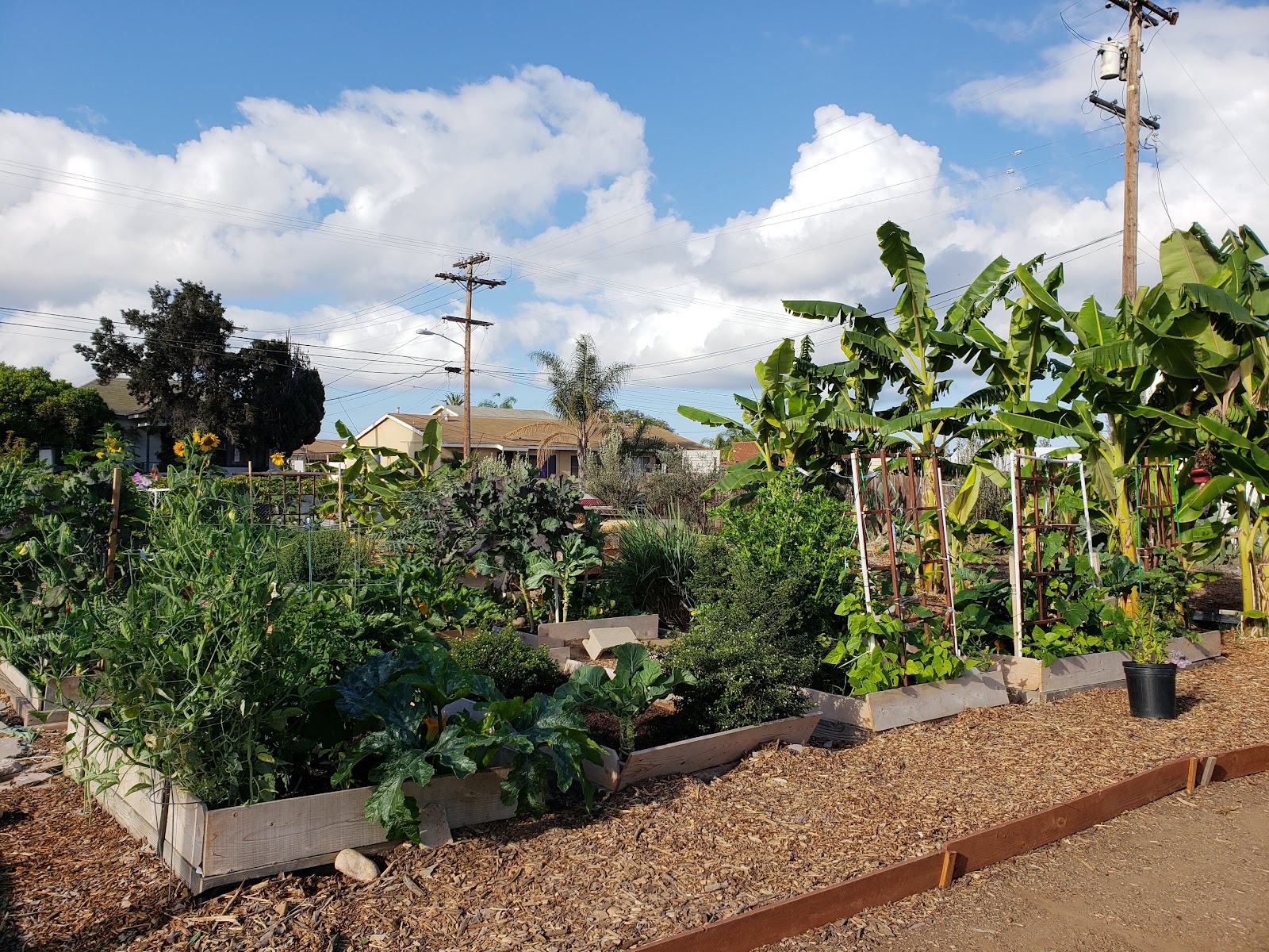 Ocean View Growing Grounds