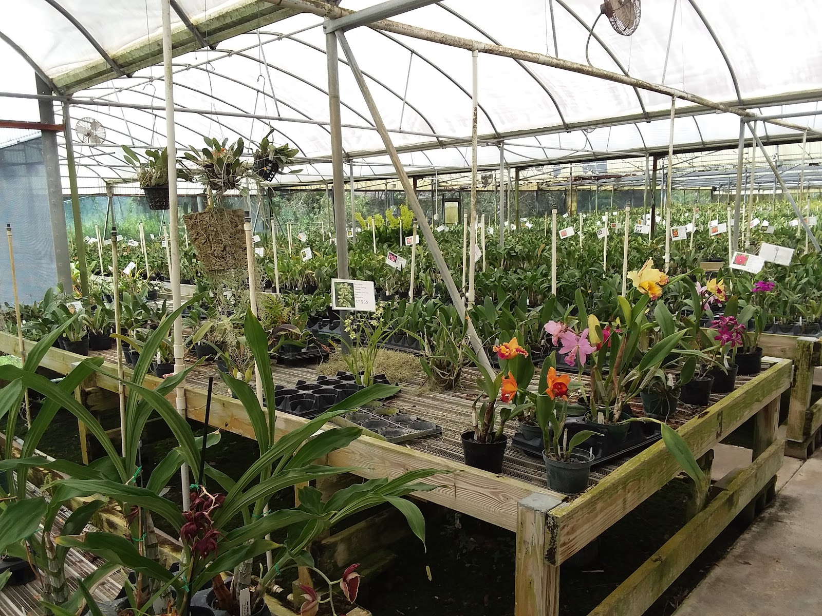 Odom's Orchids Inc