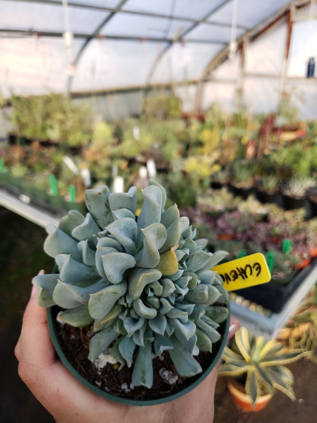 Okubo's Farm And Greenhouses Inc.