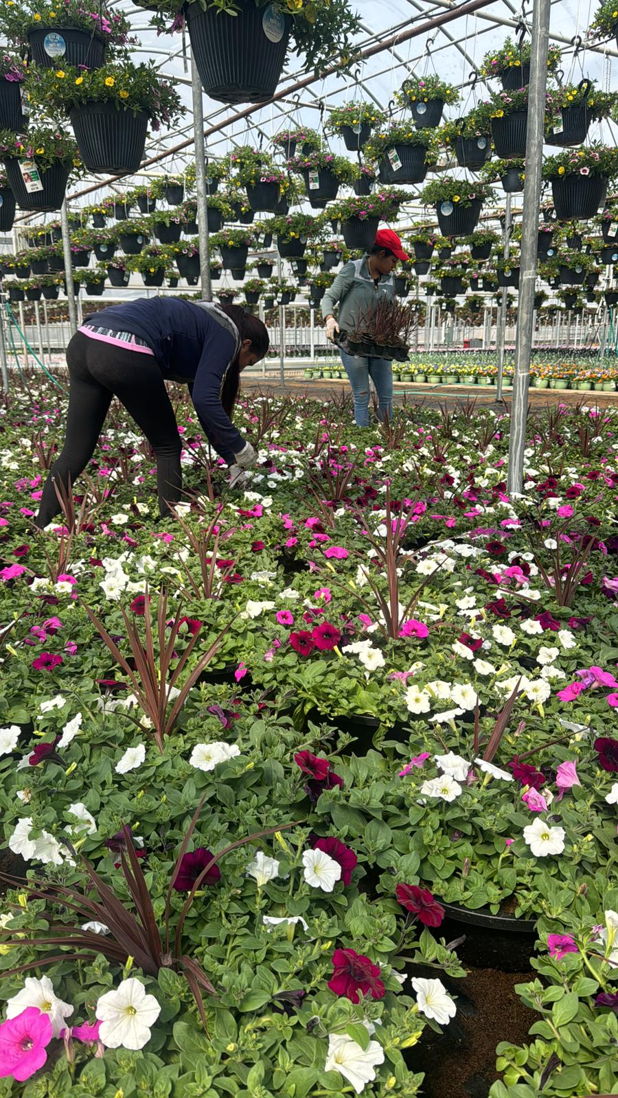 Olson's Greenhouse of Colorado