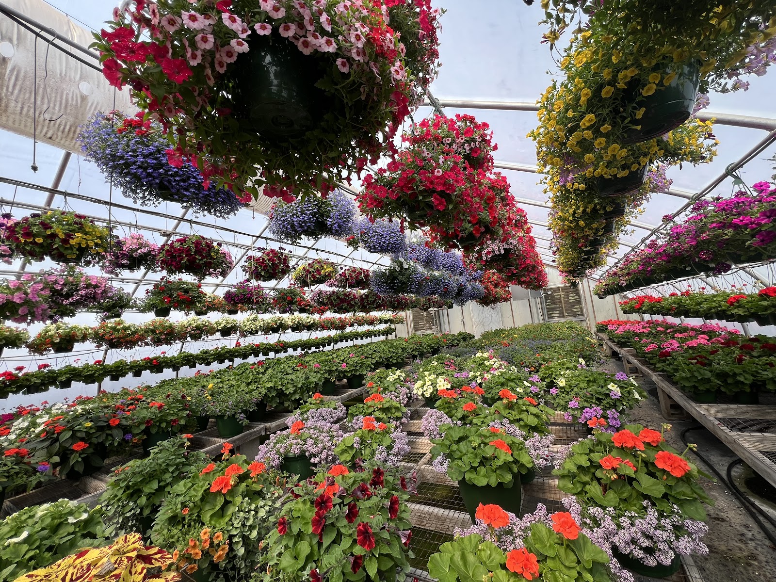 Orchard Hill Greenhouses
