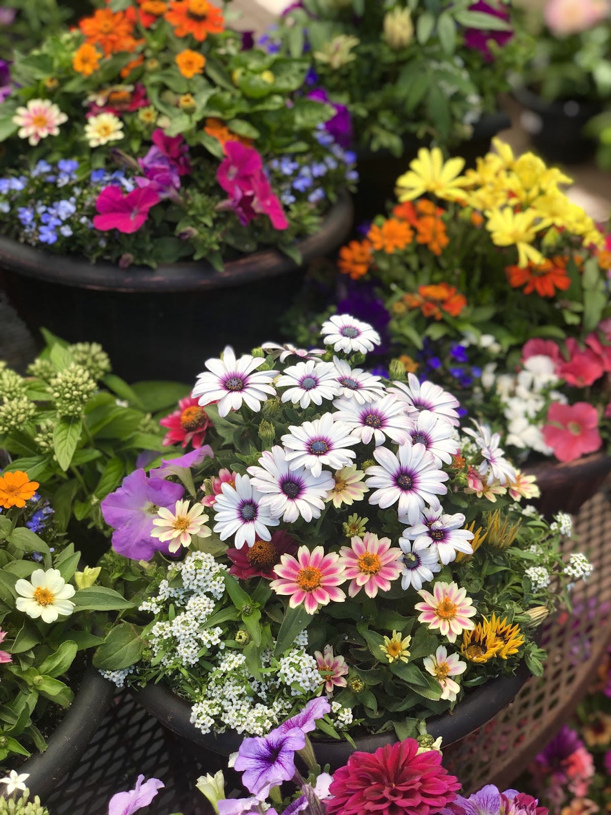 Orchard Nursery