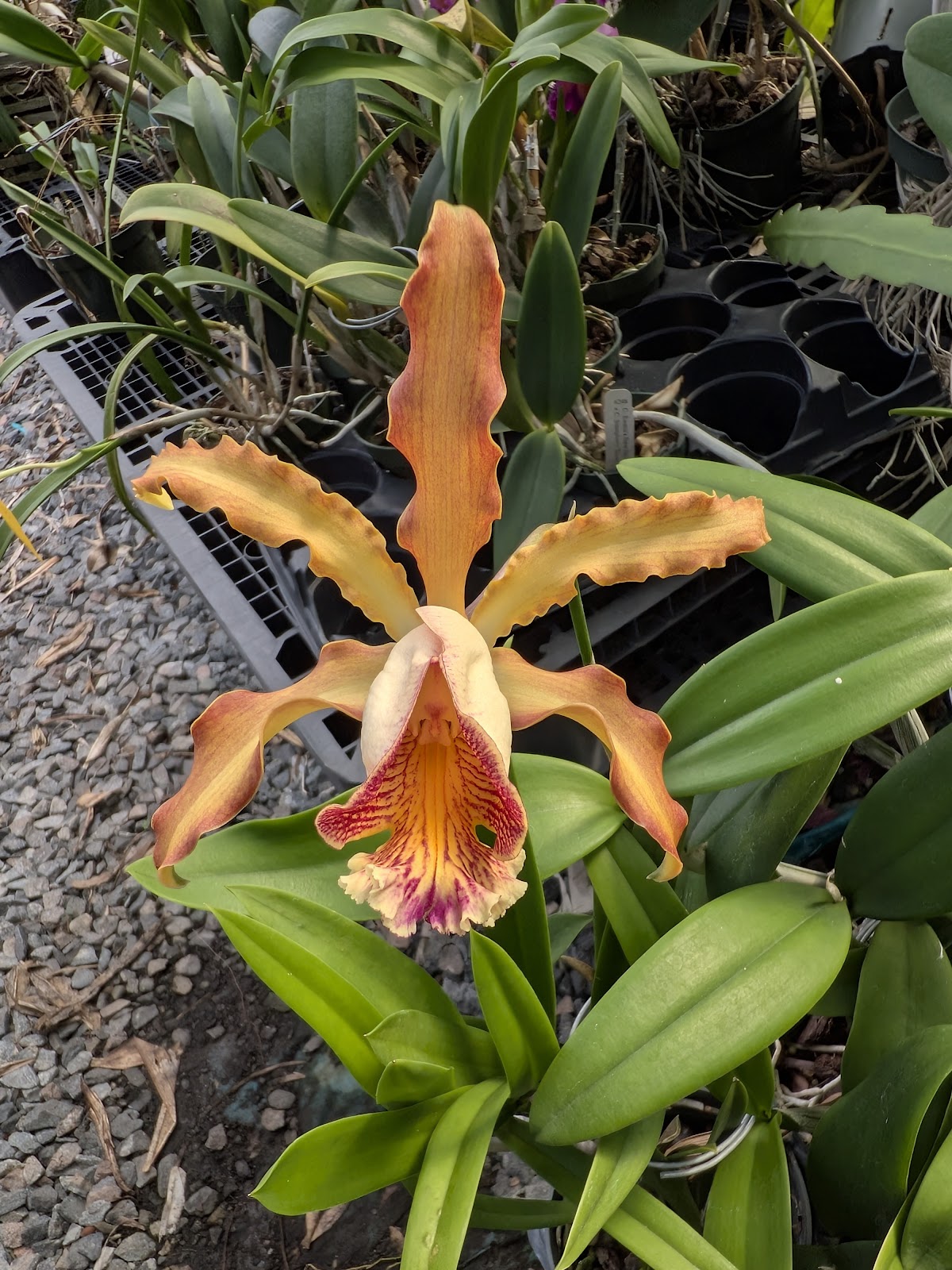 Orchid Trail