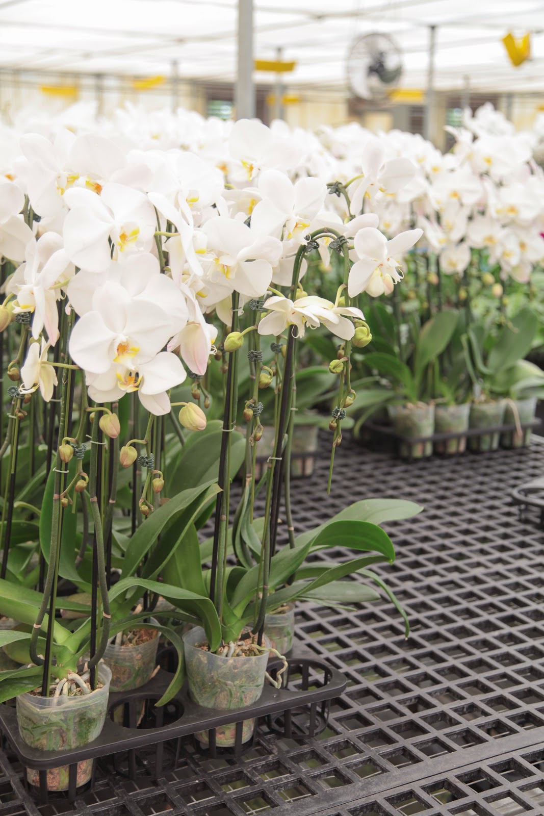 Orchidpro USA