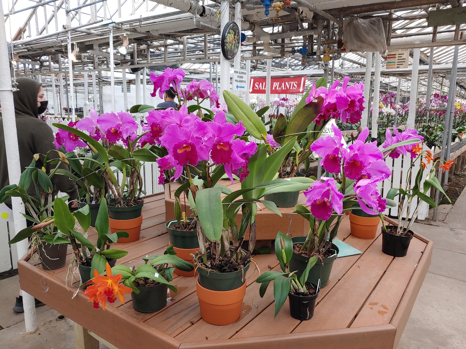 Orchids by Hausermann Inc