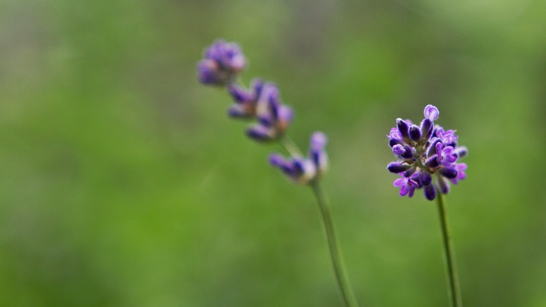 Osuna Nursery