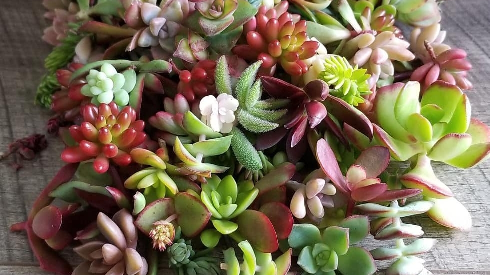 P & C Nursery
