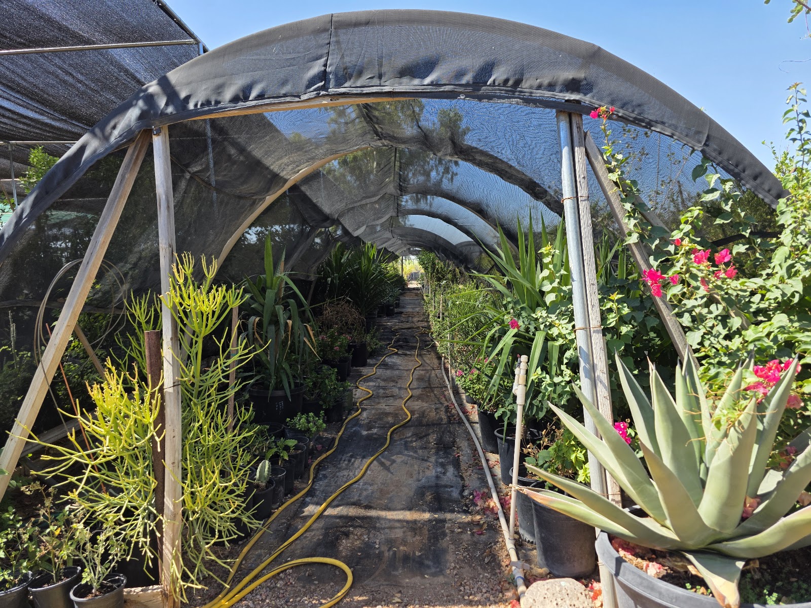 P & M Nursery & Citrus Inc