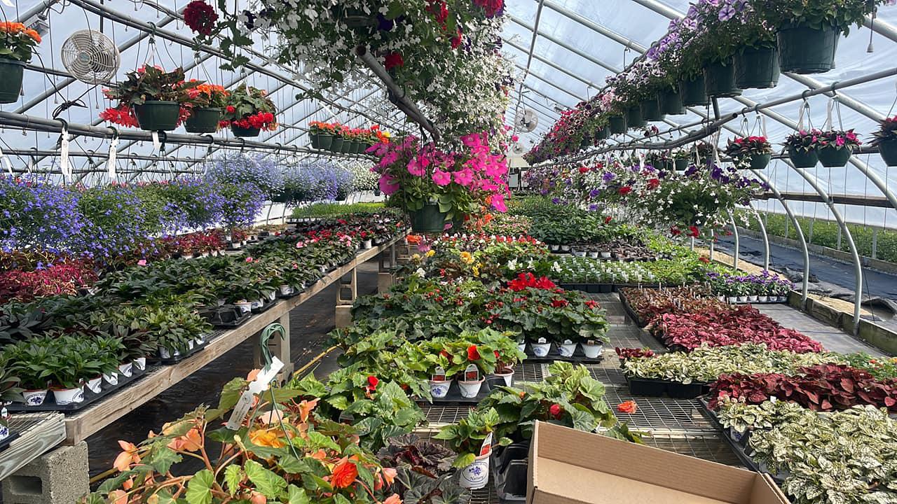 Paquette Full of Posies Nursery