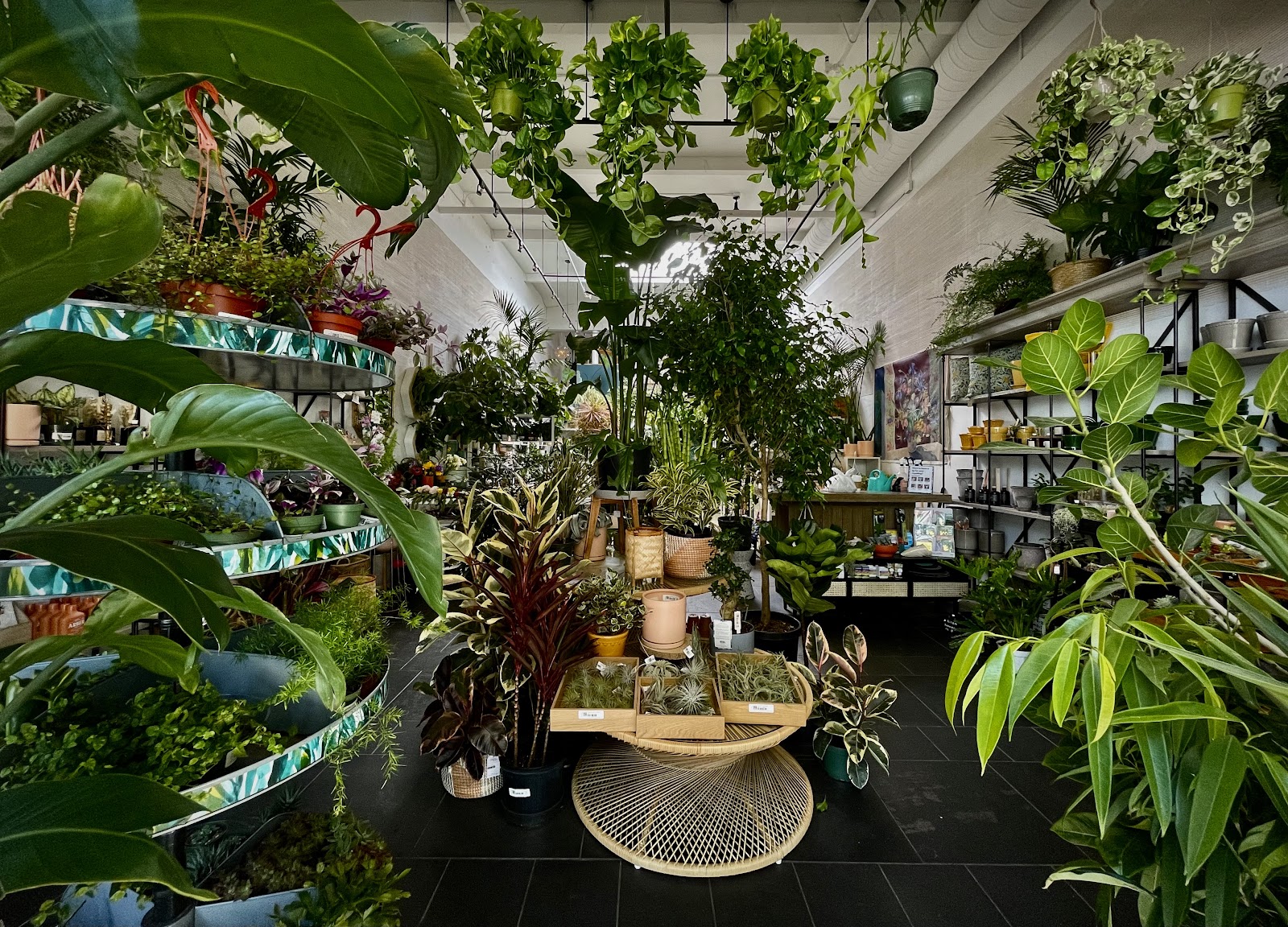 Paraíso Plant Studio