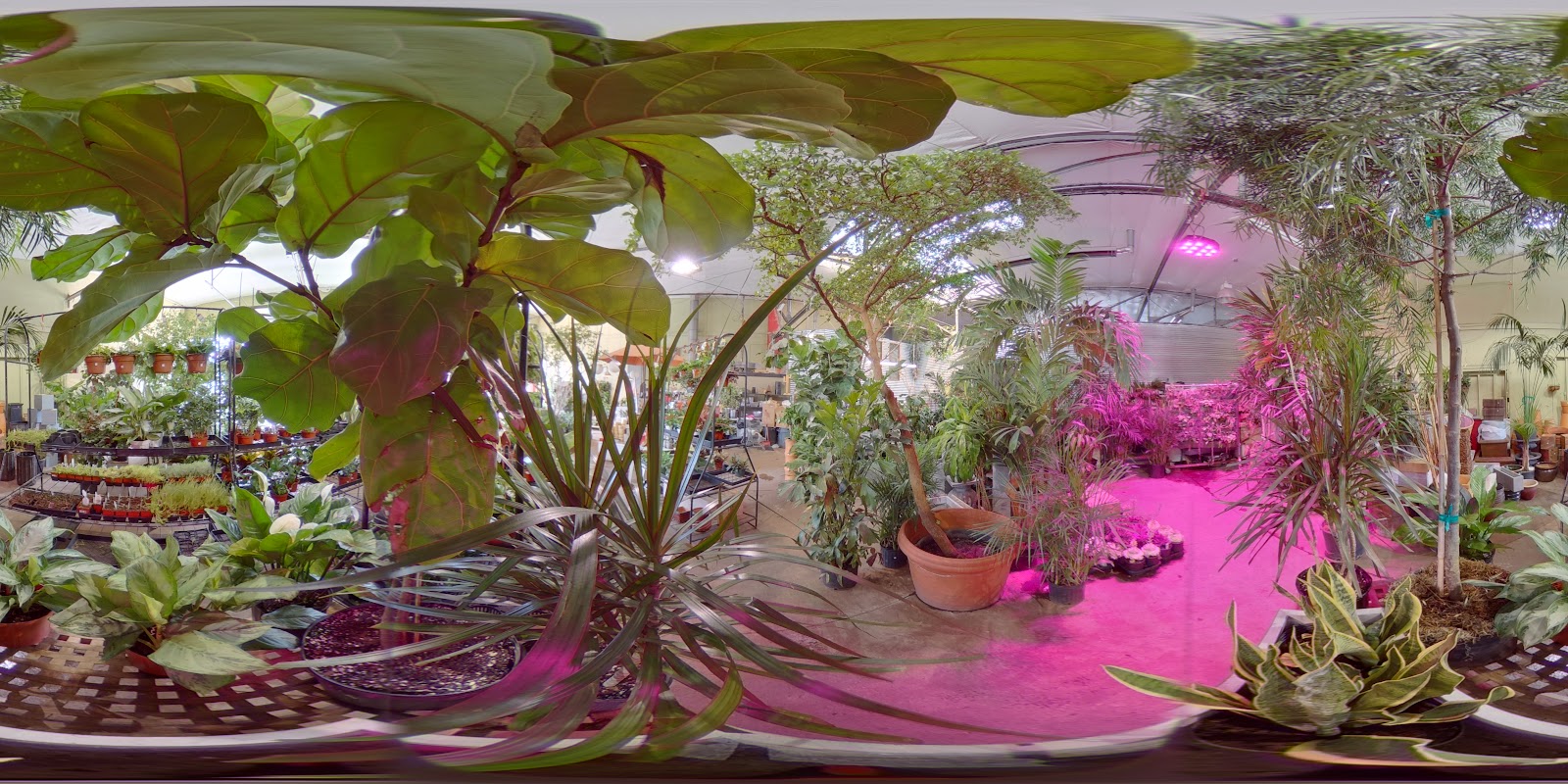 Paradise Palm Indoor Garden Store